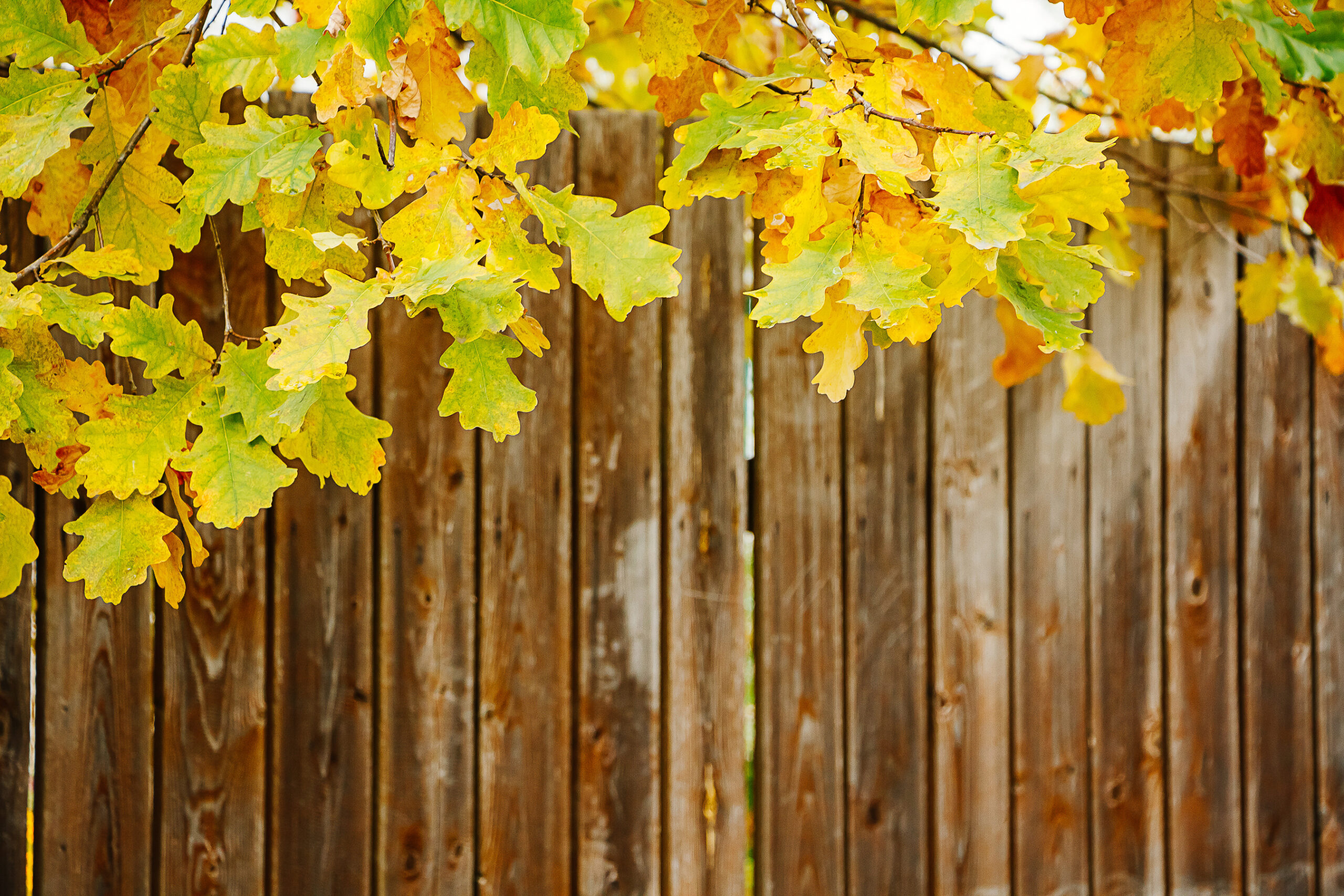 Wooden fence installed at a home in Guildford, Kent
